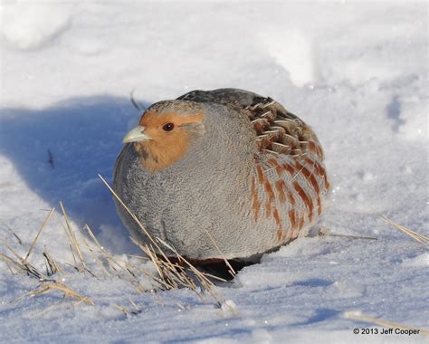 Utah Upland Game Birds by Jeff Cooper | Game birds, Upland, Birds