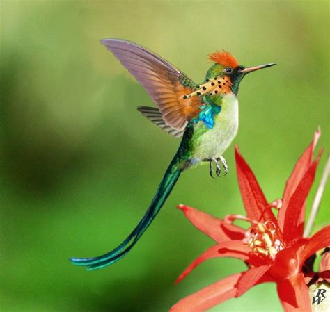 Long-Tailed Tufted coquette Hummingbird | Beautiful birds, Pretty birds, Pet birds