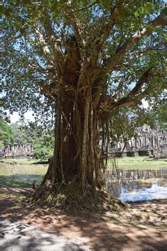 Afzelia xylocarpa Makha Tree, Cambodia Beng Tree PFAF Plant Database