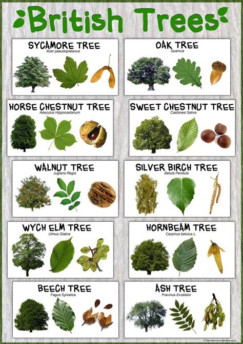 British Trees Nature Poster - Paper Laminated (A2 Size 42 x 59.4 cm) School Classroom Decoration ...