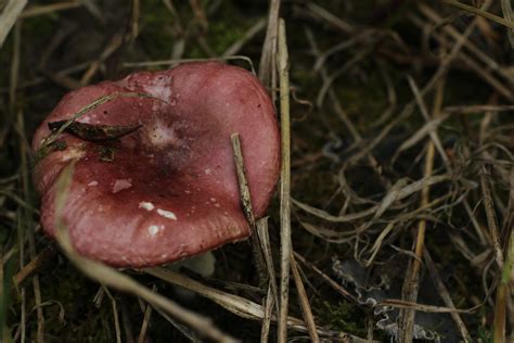 Wild Brown Red Mushroom Moss Free Stock Photo - Public Domain Pictures