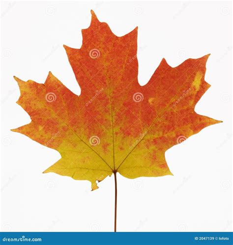 Maple Leaf In Fall Color. Royalty Free Stock Images - Image: 2047139