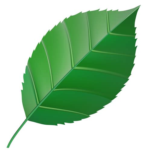 Green leaf clipart 20 free Cliparts | Download images on Clipground 2024