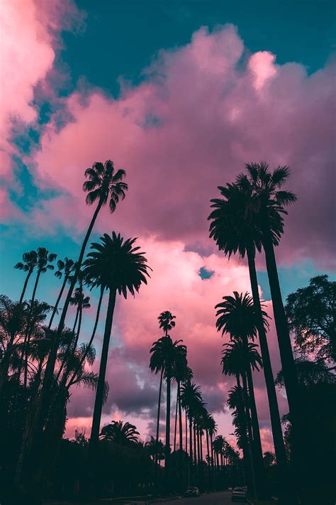 Pink Sunset Los Angeles Scenery Palm Trees Turquoise Sky. Sunset, aesthetic palm trees HD phone ...