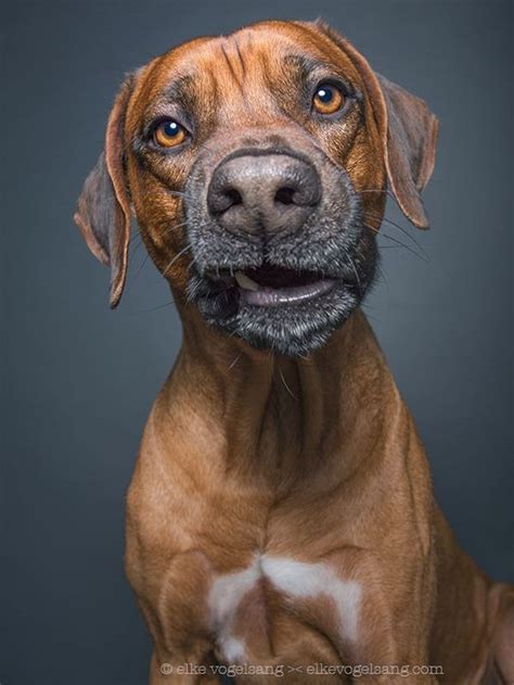 Not Impressed: Skeptical Canines Sit for Photoshoot | Dog expressions, Dog portraits, Dogs