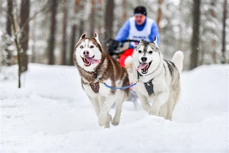 Siberian husky sled dog racing 13406708 Stock Photo at Vecteezy