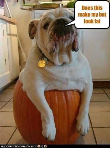 Funniest Fat Dog Memes