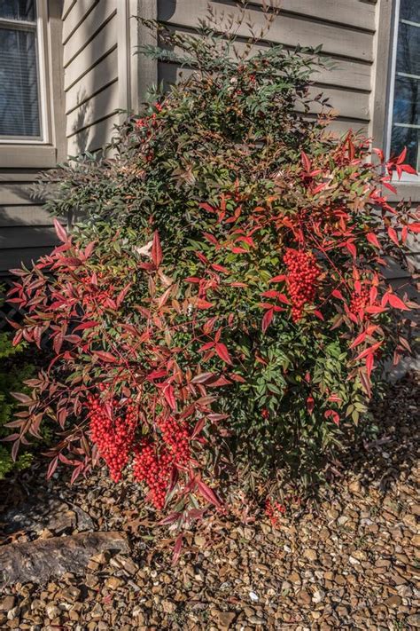 Nandina bush with berries stock image. Image of shrub - 262540847