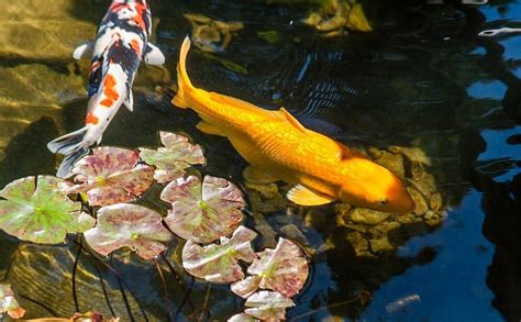 4 Oldest Koi Fish in the World | Oldest.org