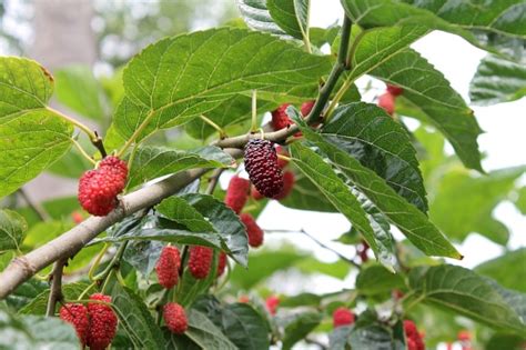 Berries That Grow On Trees - The 6 Most Popular Berry Trees