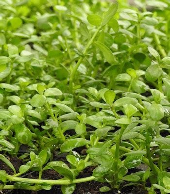 Brahmi (Bacopa monnieri) potted plant, organic | Strictly Medicinal Seeds