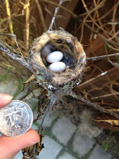 Hummingbird Nest | Baby hummingbirds, Hummingbird nests, Cute birds