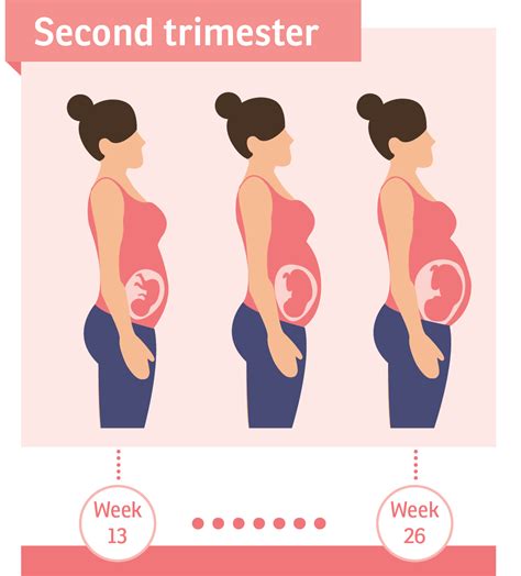 Second trimester | Pregnancy Birth and Baby