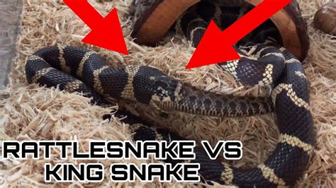 Rattlesnake vs King snake! - YouTube