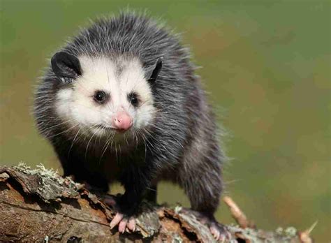 10 Odd Opossum Facts - Mississippi Wildlife - Tara Wildlife