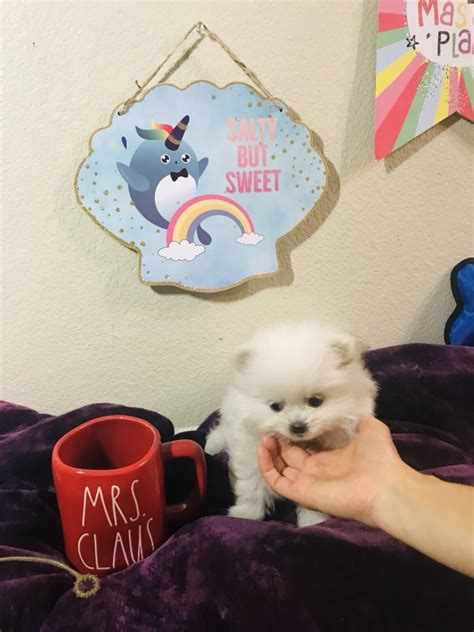 Pomeranian Minisize White Female