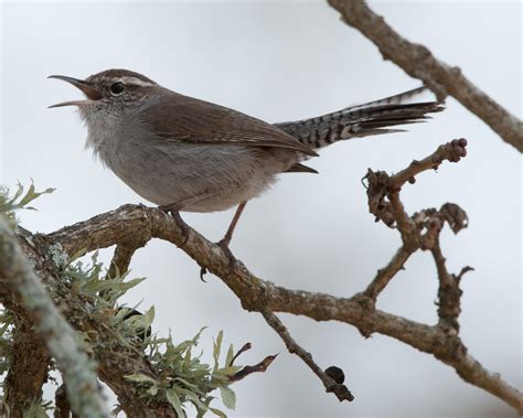 Birds of Different Feathers: Birds of Central Texas