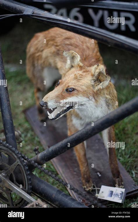 Bad taxidermy Fox Stock Photo - Alamy