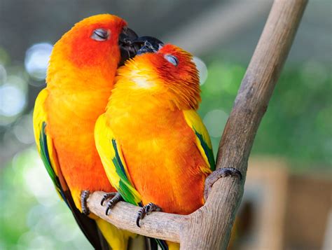 93 Animal Couples That Prove Love Exists In The Animal Kingdom Too ...