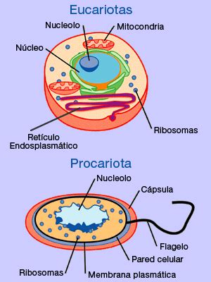 Cuales Son Los Organelos Dela Celula Procariota - Consejos Celulares