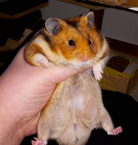 133 best Hamsters images on Pinterest | Hamsters, Fluffy pets and Rodents