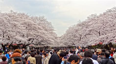 Cherry Blossoms at Ueno Park - Taito, Tokyo - Japan Travel