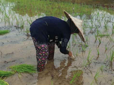 Planting rice by hand stock photo. Image of golden, leaf - 308910804