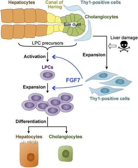 FGF7 is a functional niche signal required for stimulation of adult ...