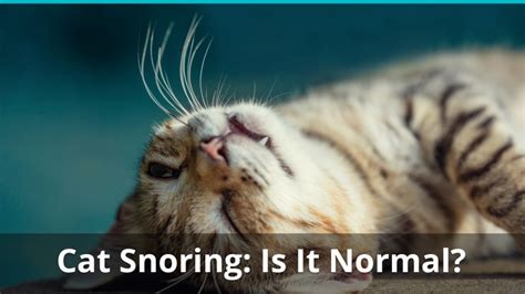 Cat Snoring While Sleeping: Is It Normal Or Should I Be Worried?