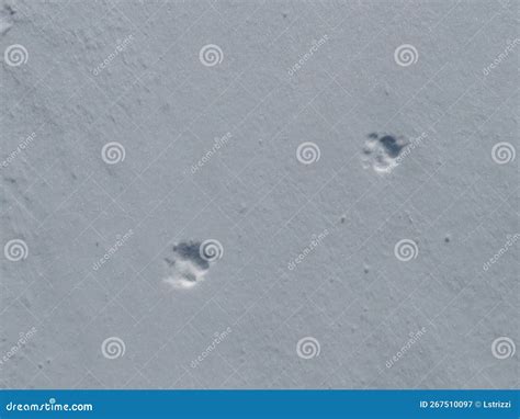 Two Wolf Footprints (Canis Lupus Italicus) in the Fresh White Snow, Aremogna, Roccaraso, Abruzzo ...