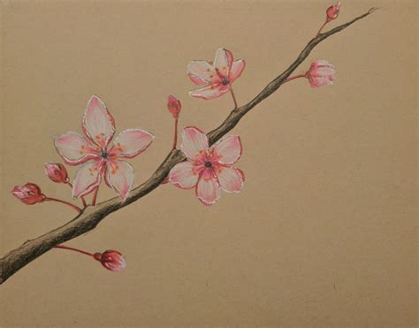 Cherry blossom color pencil drawing :) | Cherry blossom drawing, Flower drawing, Realistic ...
