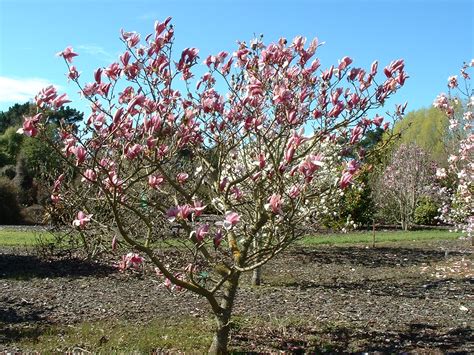 Magnolia Royal Crown 2 | Lincoln University Living Heritage: Tikaka ...