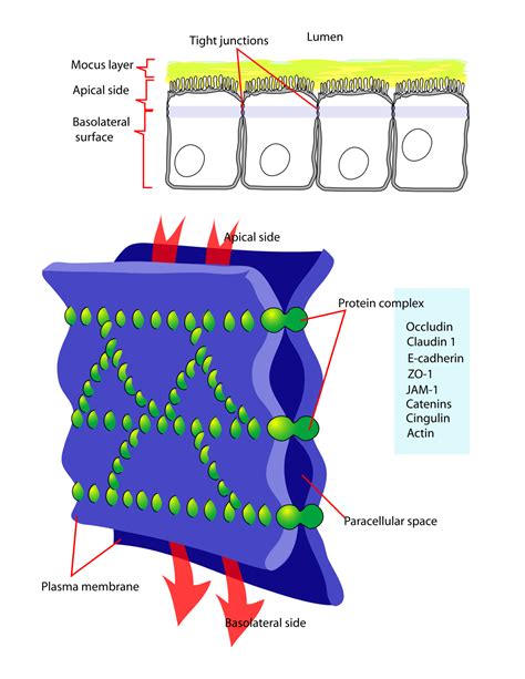 Cellular_tight_junction-en.svg | Mundo Bacteriano