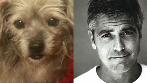 George Clooney Adopts Dog For His Parents - WagBrag.com