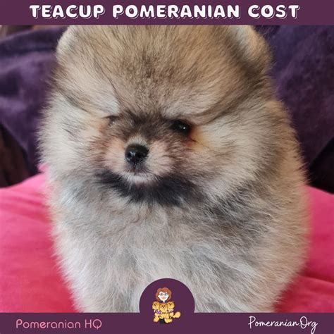 What is the Price of Teacup Pomeranian Puppies? Teacup Pomeranian Cost