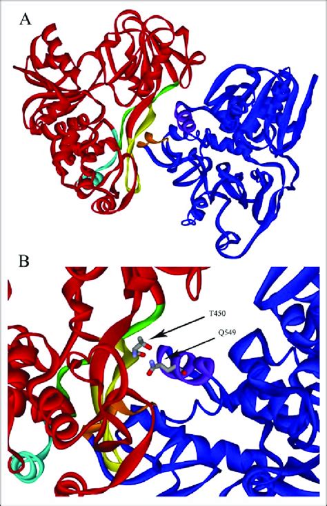 Depiction of the dimer structure involving chains A (red) and B (blue)... | Download Scientific ...