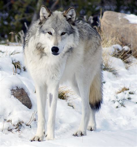 Northwestern wolf - Wikipedia
