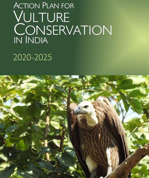 Action Plan for Vulture Conservation in India 2020-2025 Released – Save ...