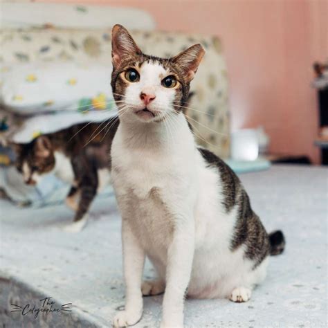 BoyBoy the oriental mix tabby cat – cat welfare society