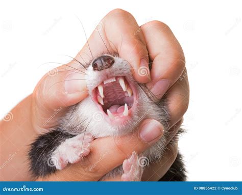 Teeth of ferret stock photo. Image of studio, teeth, playful - 98856422