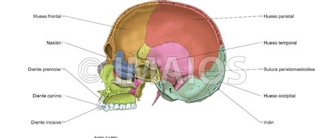 Cavidad craneal - Suturas del cráneo | Anatomía dental, Suturas del ...