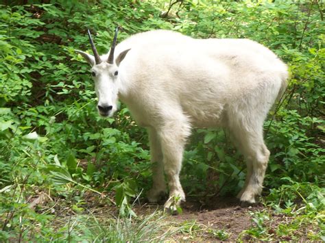 Aggressive mountain goats lured to Heart Lake hiker campsites | The Spokesman-Review