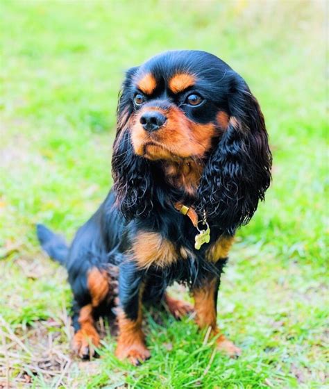 Teacup Cavalier King Charles Spaniel: A Comprehensive Guide