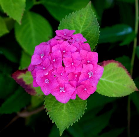 Flower, Pink Hydrangea Free Stock Photo - Public Domain Pictures