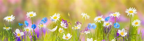 Welcome Spring • Images • WallpaperFusion by Binary Fortress Software