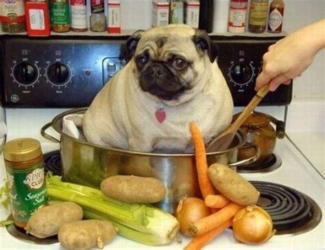 2 Cute Animal Pics: Funny pug dog being cooked for dinner