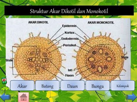 Gambar Struktur Jaringan Akar Dikotil Dan Monokotil - Gambar Bagian Tumbuhan