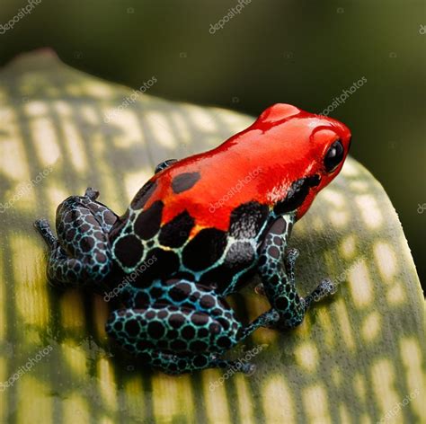 Red poison dart frog — Stock Photo © kikkerdirk #24973227