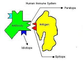 Antibody and Antigen with Paratope, Epitope and Idiotope | Download ...