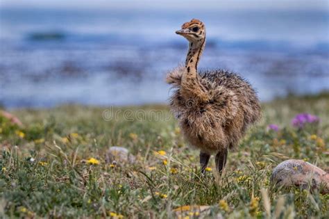 An Ostrich Chick Photographed in South Africa Stock Image - Image of ostrich, birds: 123583099